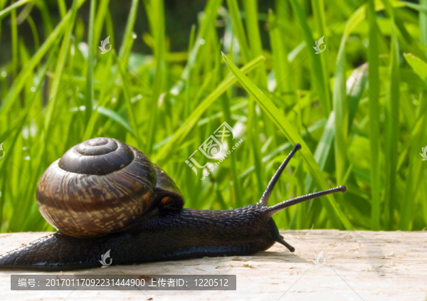 太陽(yáng)上的蝸牛