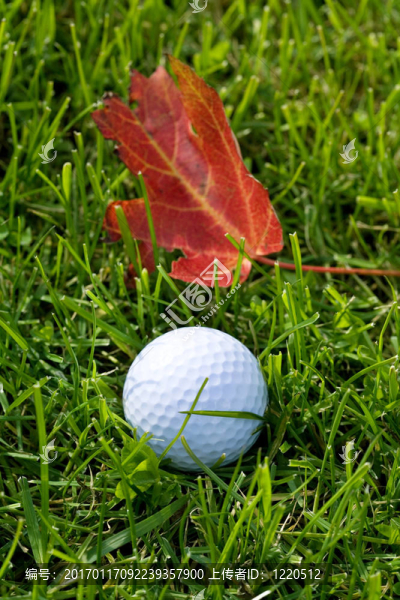 Golf,Ball和草