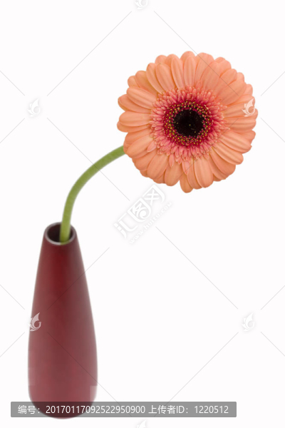 橙色非洲菊白
