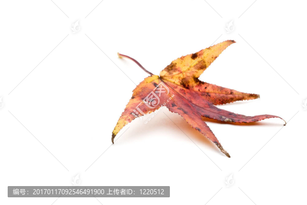 秋天的葉子