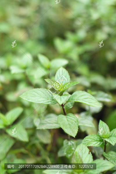薄荷