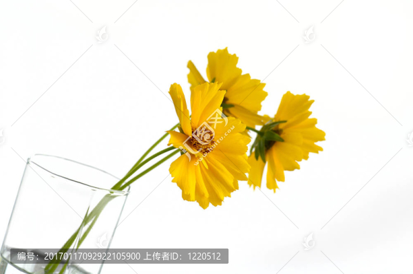 黃色的心情