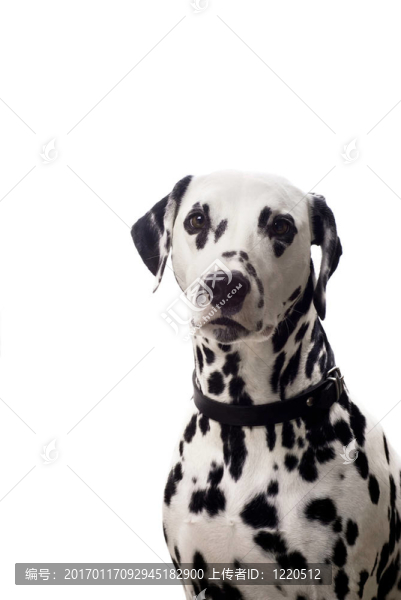 Dalmatian的肖像。