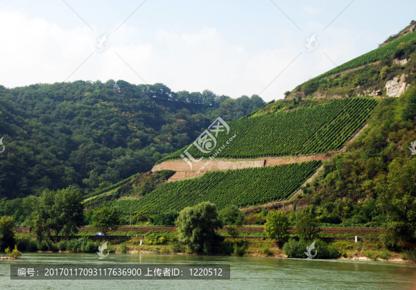 山坡上的葡萄園