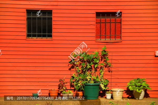 園藝；城市；住宅；植物；盆栽；夏季；生長
