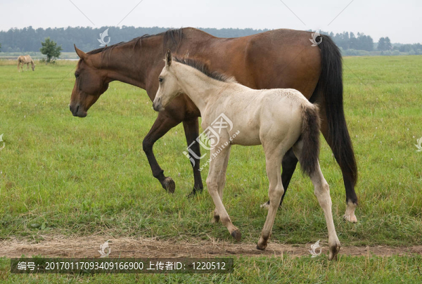 她的小馬駒的馬