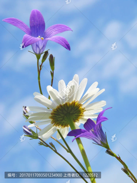 雛菊和風信子