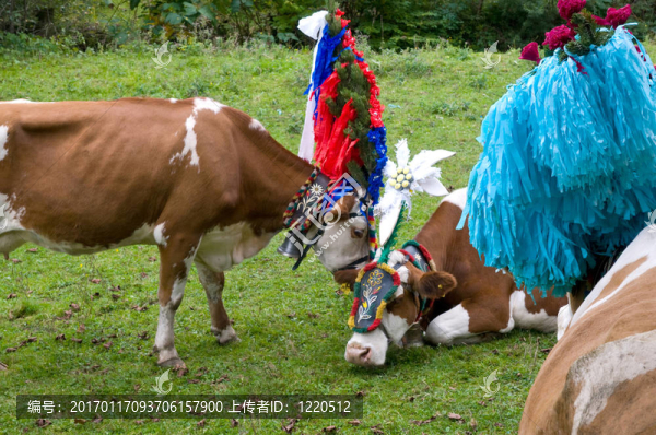 返回牲畜從高山夏季牧場(chǎng)在Tyrolia奧地利