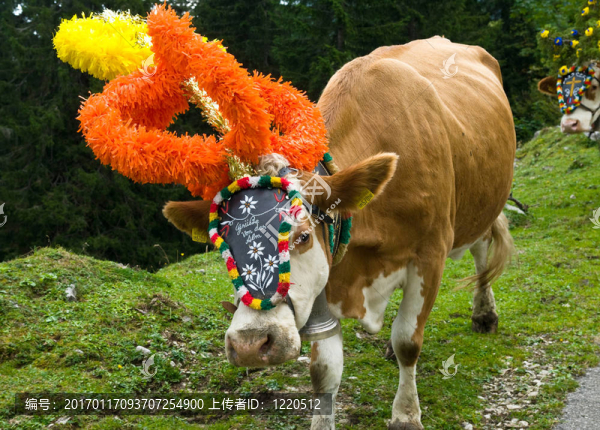 返回牲畜從高山夏季牧場在Tyrolia奧地利