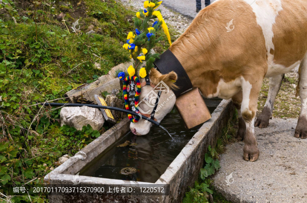 返回牲畜從高山夏季牧場在Tyrolia奧地利