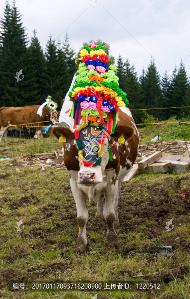 返回牲畜從高山夏季牧場在Tyrolia奧地利