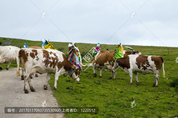 返回牲畜從高山夏季牧場(chǎng)在Tyrolia奧地利