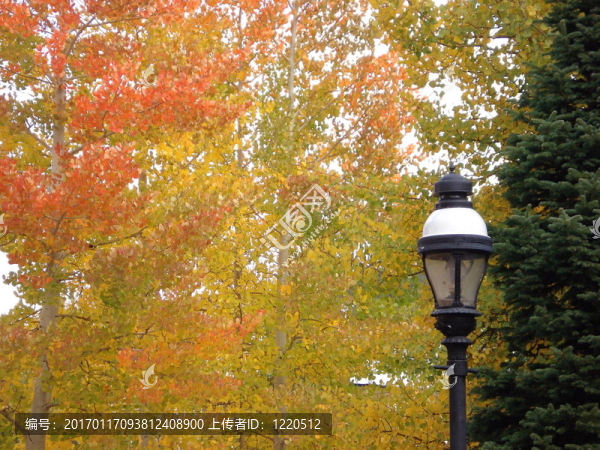 秋天的Foliage,Lamp