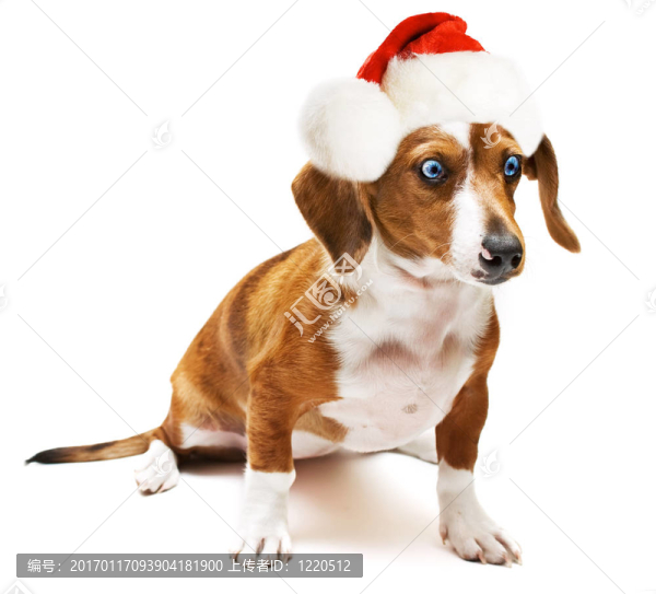 甜泰克爾犬