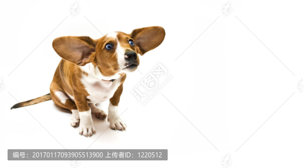 甜泰克爾犬