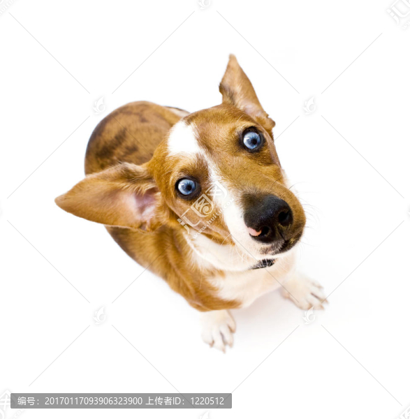 甜泰克爾犬