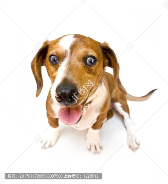 甜泰克爾犬