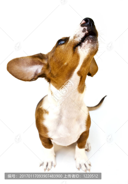 甜泰克爾犬
