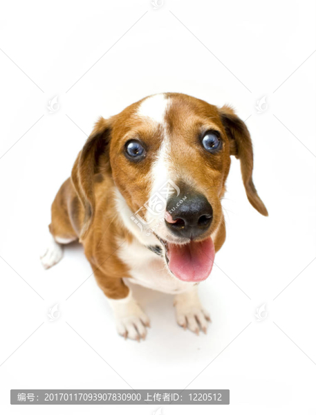 甜泰克爾犬