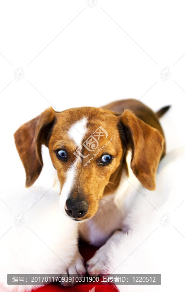 一只臘腸狗