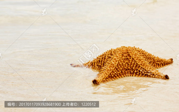 海星