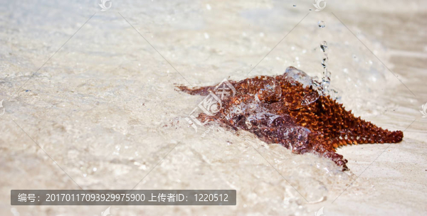 海星