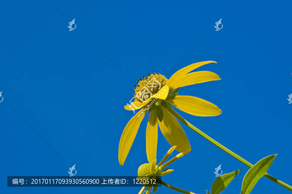 woodlan粗糙的向日葵
