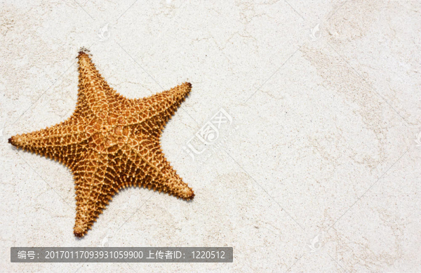 海星