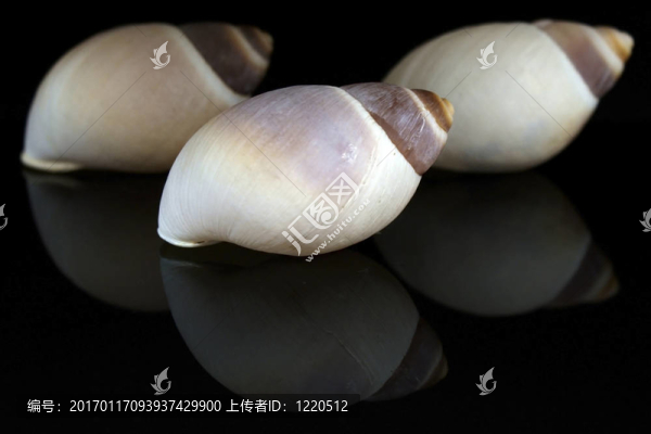 三貝殼