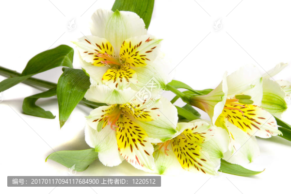白色的小百合花