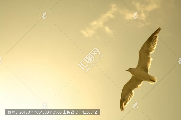 飛翔的海鷗