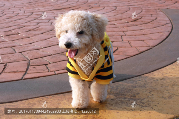 獅子狗