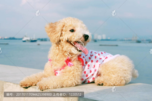可愛的獅子狗