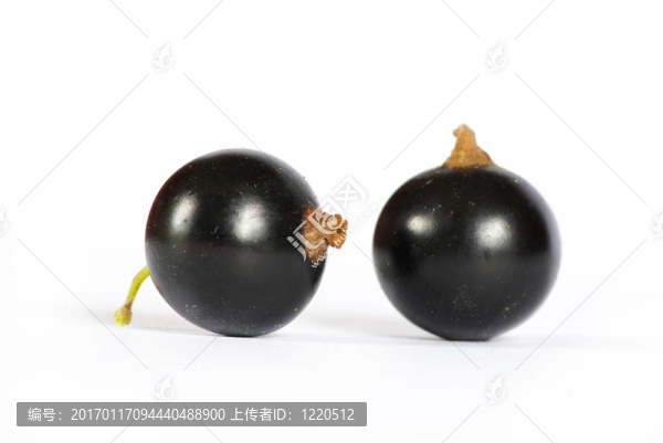 黑加侖