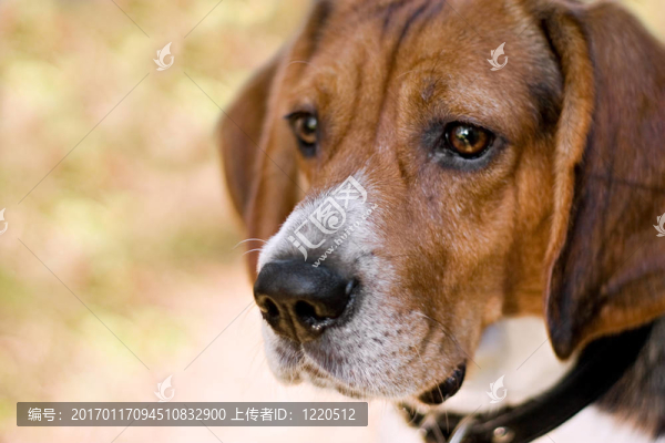 細(xì)心的Beagle,Dog