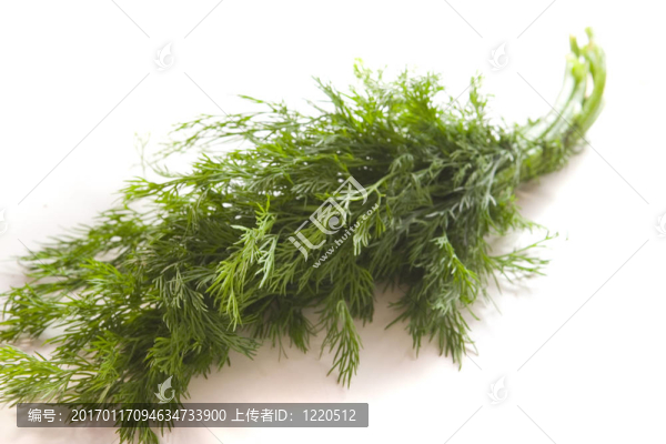 新鮮蒔蘿