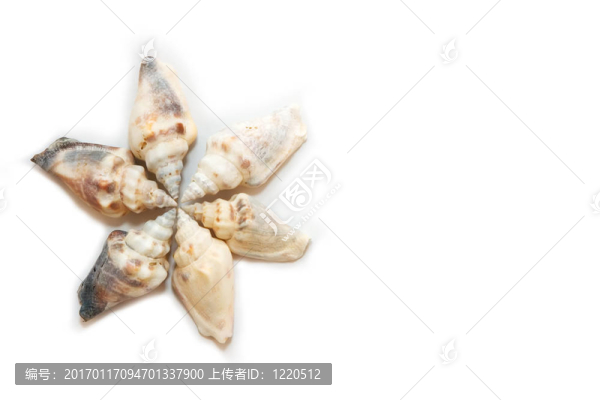 貝殼