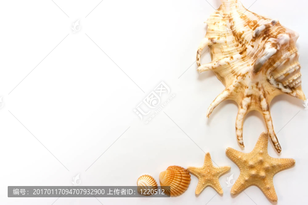 海星和貝殼