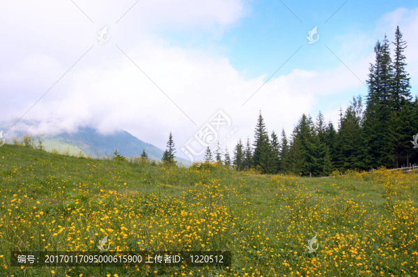 夏季高山草甸