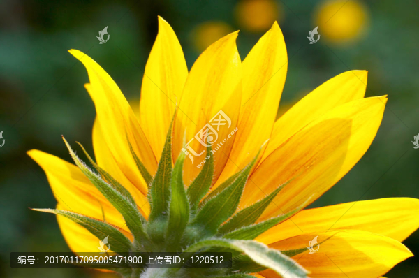 向日葵