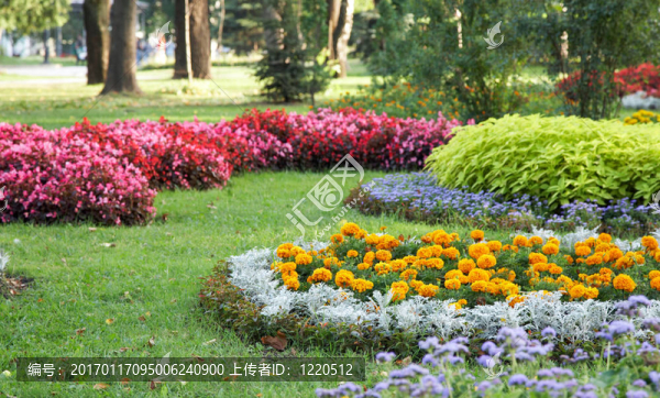 花卉景觀