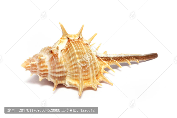 刺的海螺