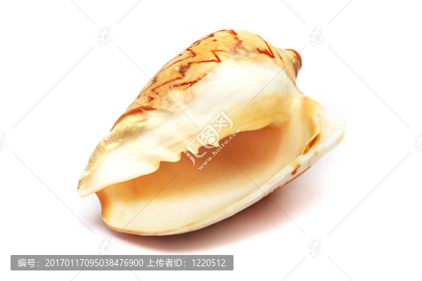 貝殼