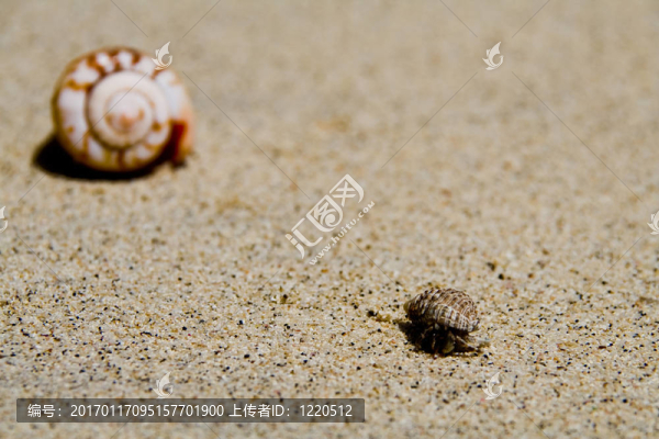 寄居蟹