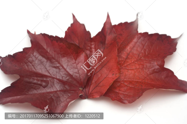 三紅葉分離