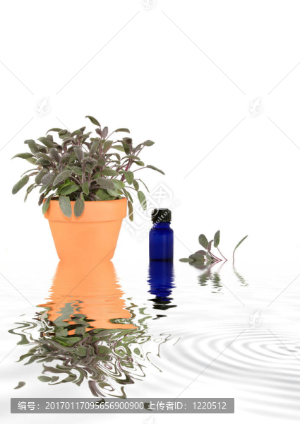 草本植物鼠尾草摘要