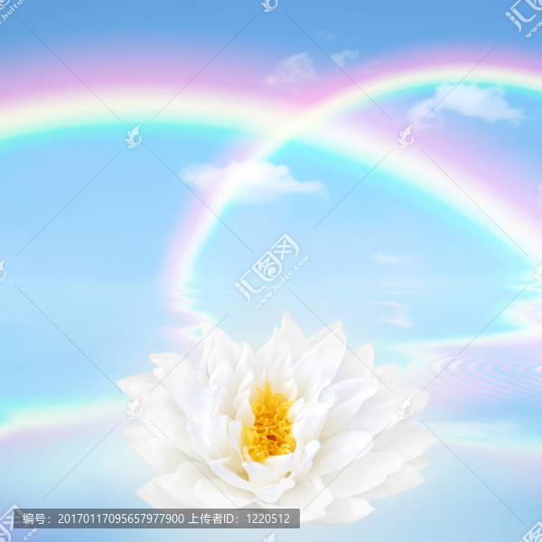 彩虹百合花