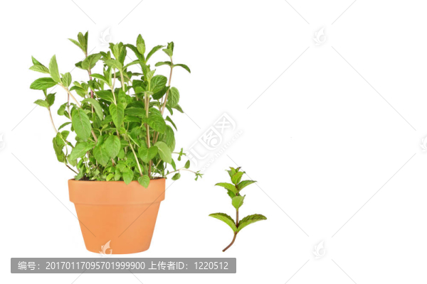 香草薄荷