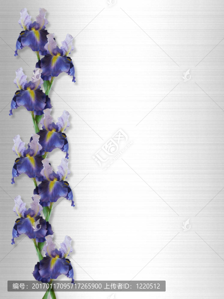 緞面上的虹膜邊緣