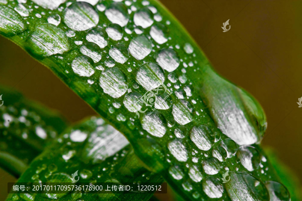 宏在草上的雨滴